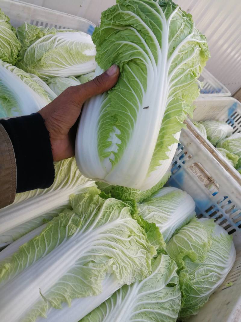 江苏大白菜黄心白菜棵形好嫩菜产地直发质量保证
