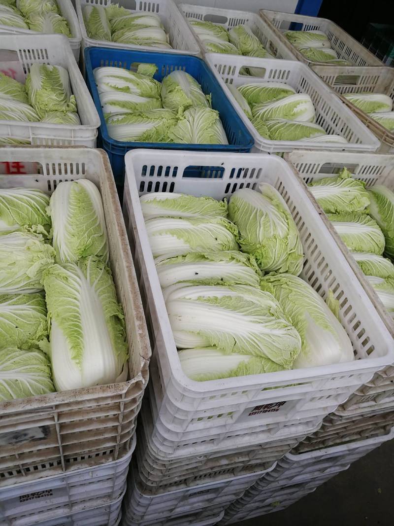 江苏大白菜黄心白菜棵形好嫩菜产地直发质量保证