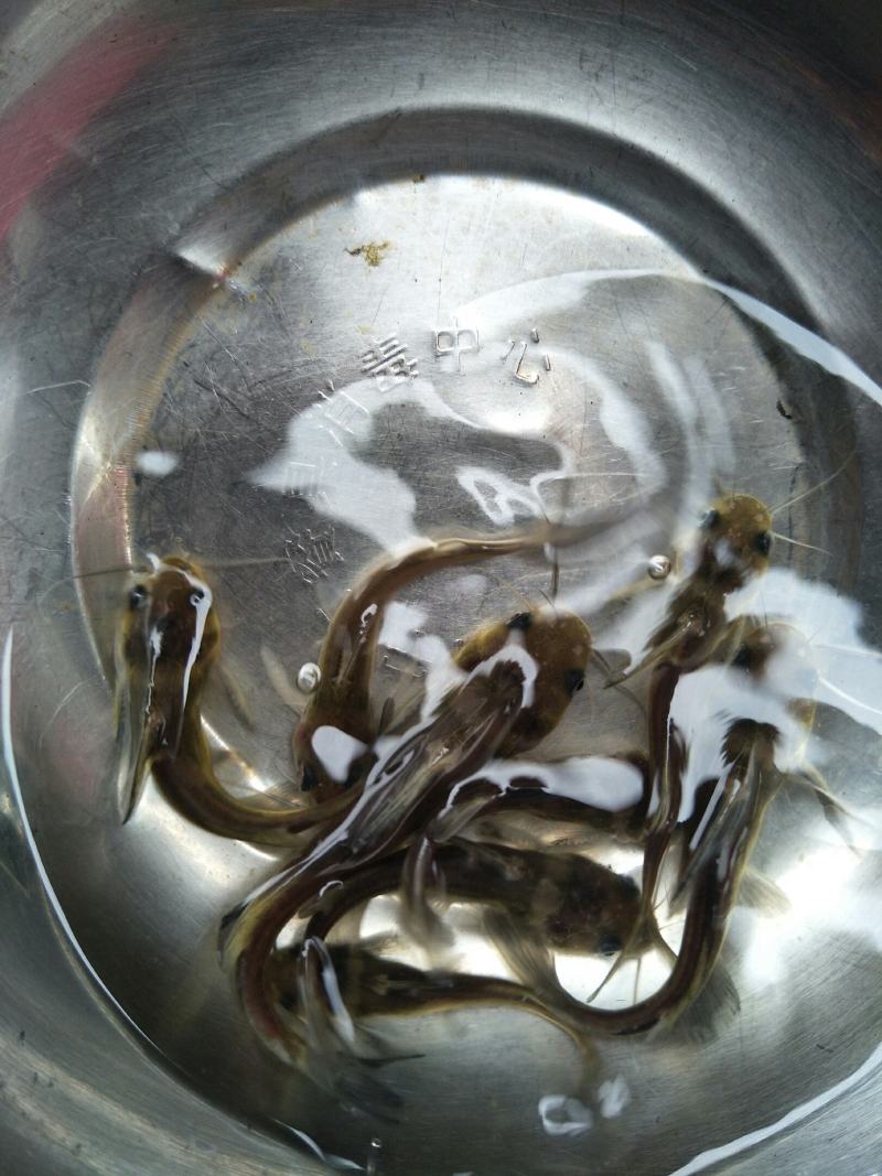黄骨鱼苗，苗场直销，成活率高货源充足，规格齐全