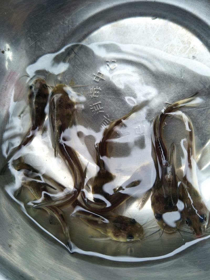 黄骨鱼苗，苗场直销，成活率高货源充足，规格齐全