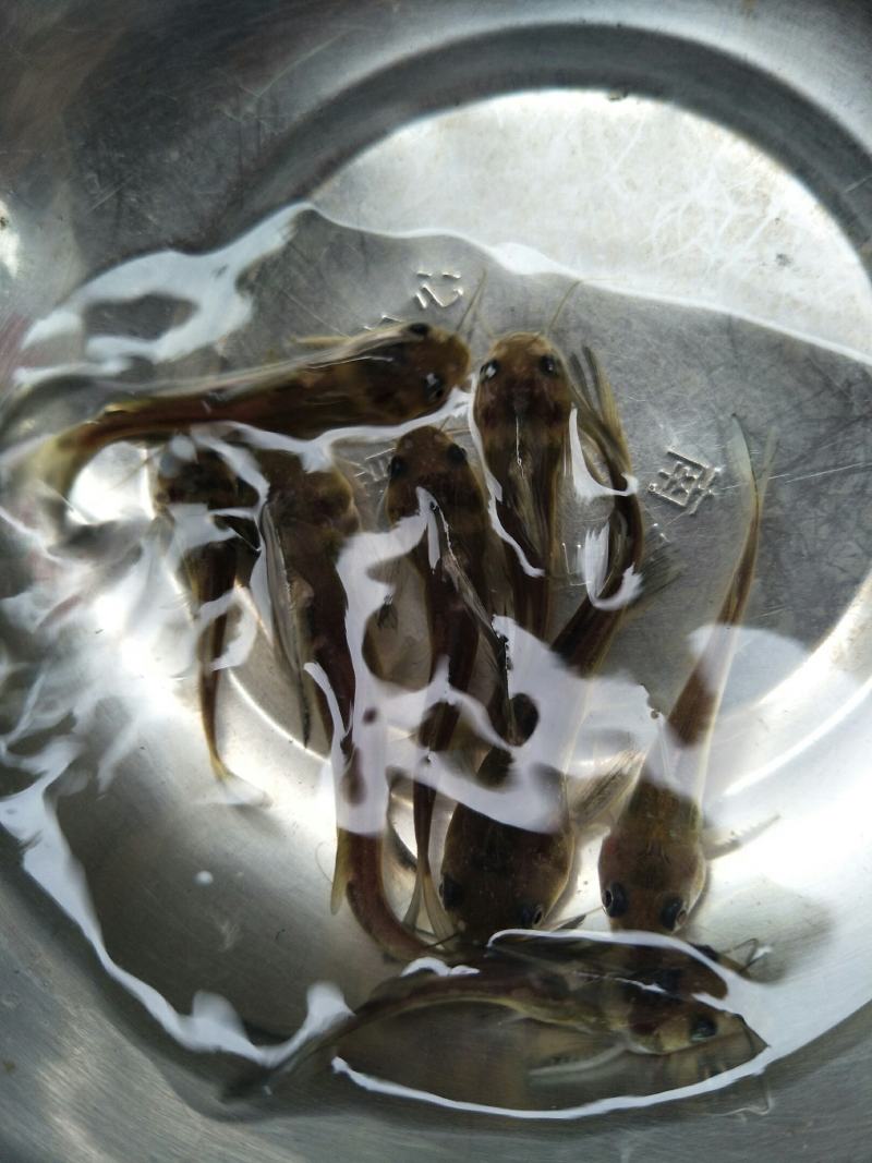 黄骨鱼苗，苗场直销，成活率高货源充足，规格齐全