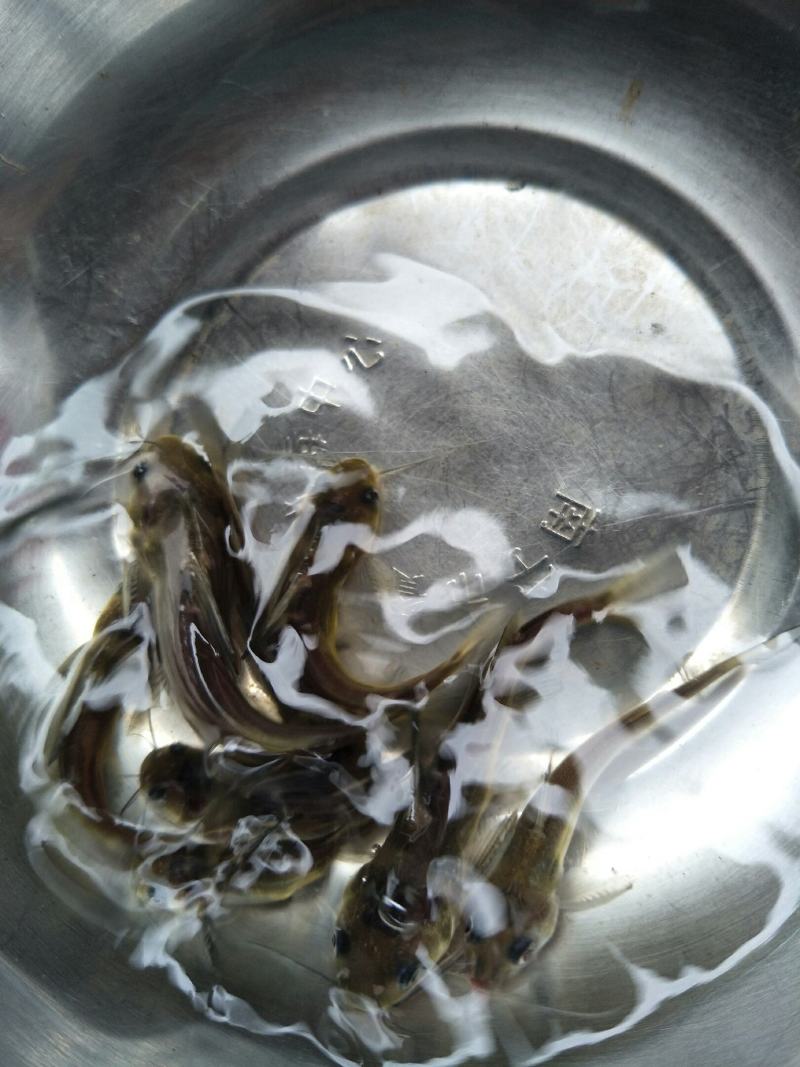 黄骨鱼苗，苗场直销，成活率高货源充足，规格齐全