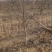 黄冠梨树占地梨树3.4.5.6.7.8.9