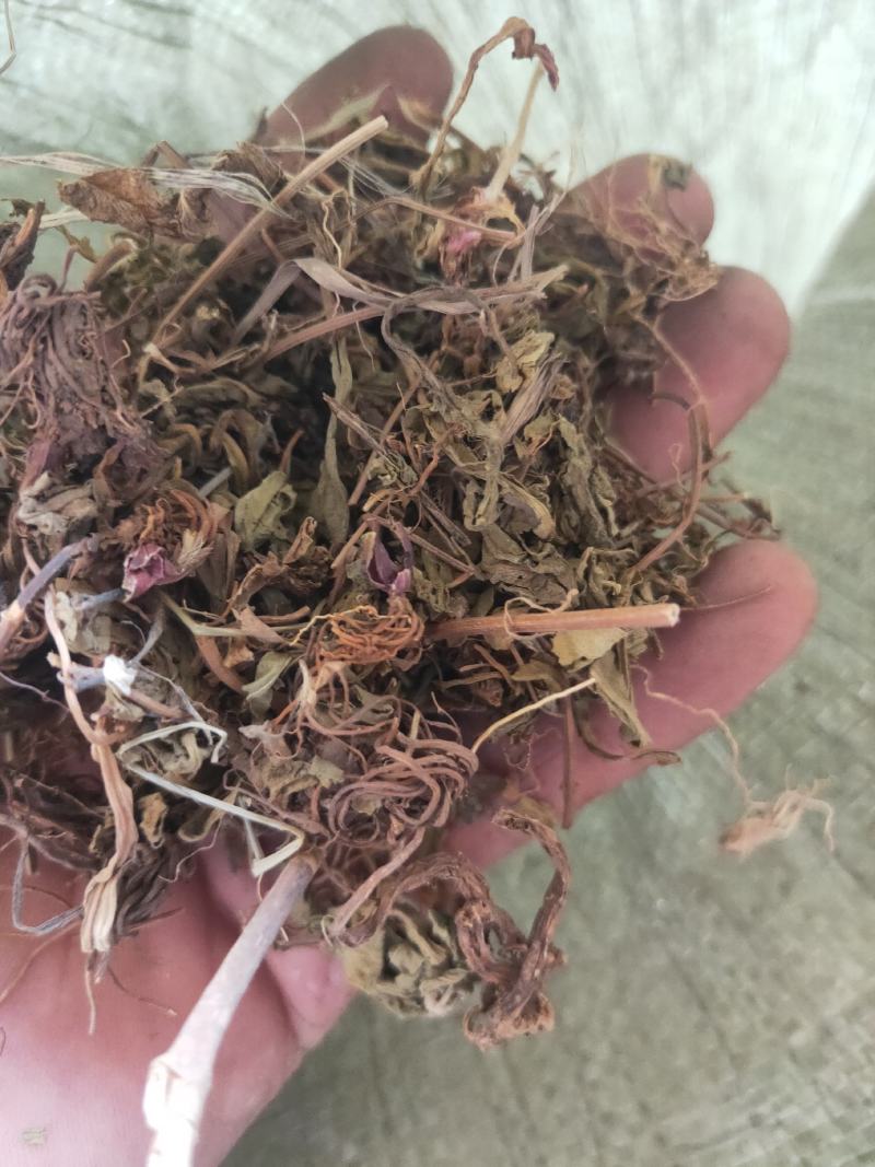 灯盏花灯盏细辛货好量大要多了有优惠