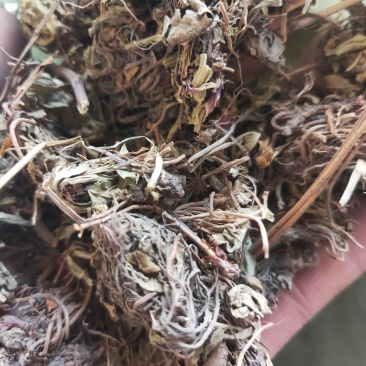 灯盏花灯盏细辛货好量大要多了有优惠