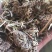 灯盏花灯盏细辛货好量大要多了有优惠