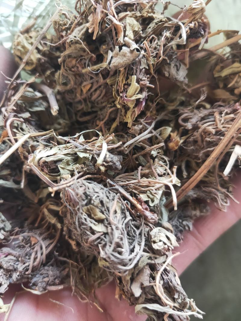 灯盏花灯盏细辛货好量大要多了有优惠