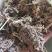 灯盏花灯盏细辛货好量大要多了有优惠
