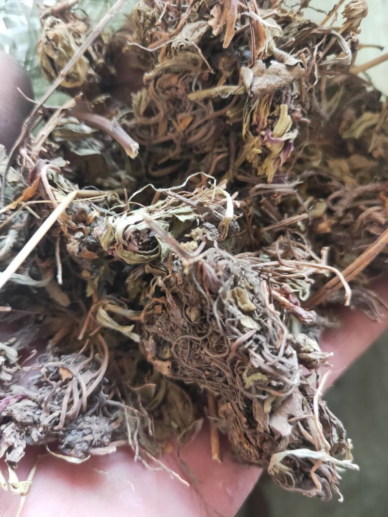 灯盏花灯盏细辛货好量大要多了有优惠
