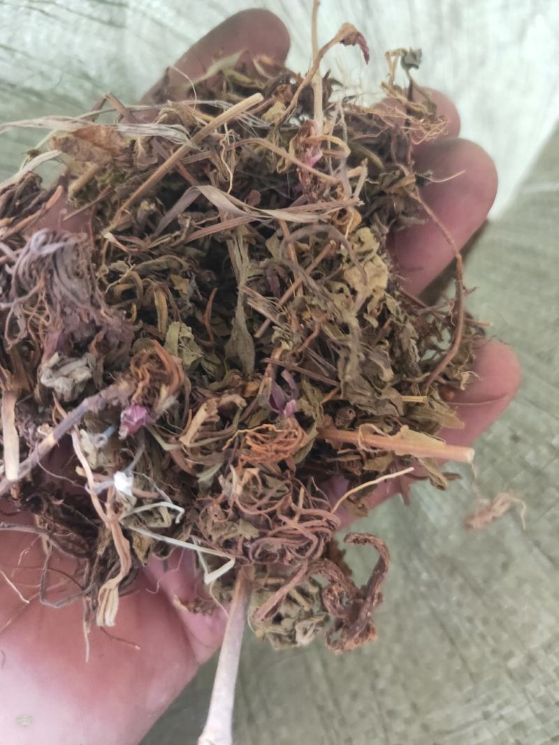 灯盏花灯盏细辛货好量大要多了有优惠