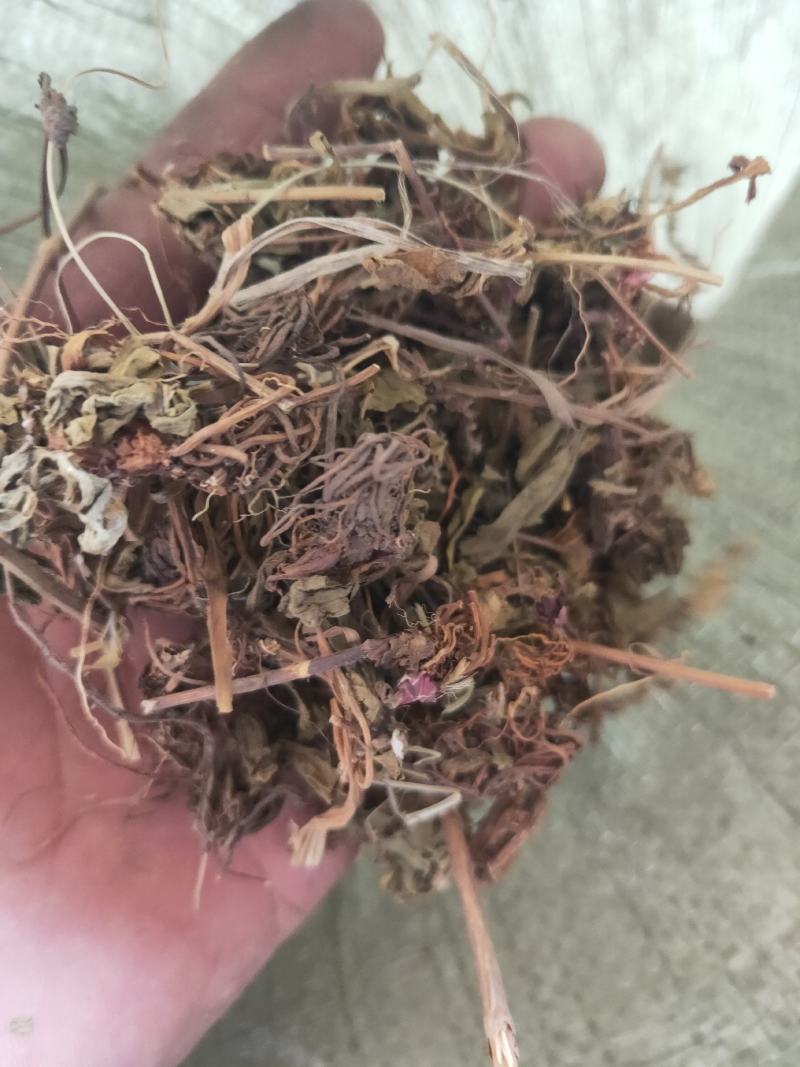灯盏花灯盏细辛货好量大要多了有优惠