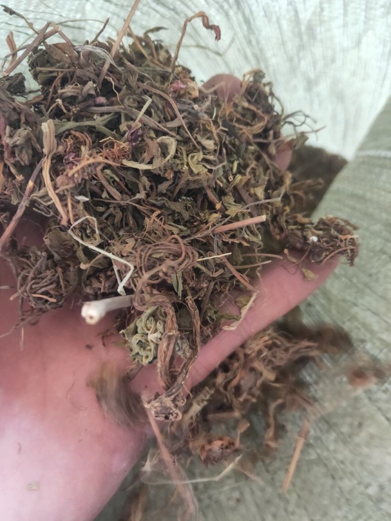 灯盏花灯盏细辛货好量大要多了有优惠