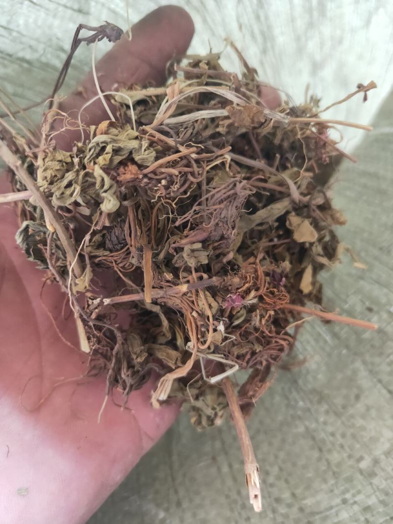 灯盏花灯盏细辛货好量大要多了有优惠