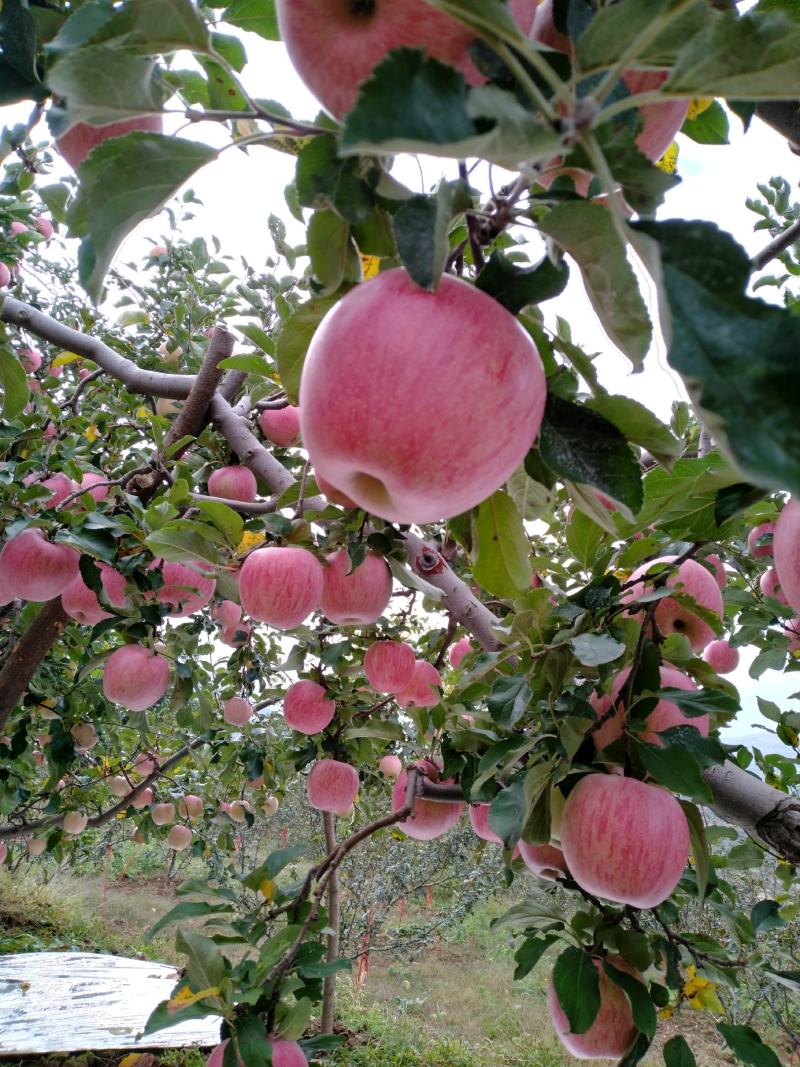 甘肃纸袋秦冠苹果（外贸电商大量货源直供）