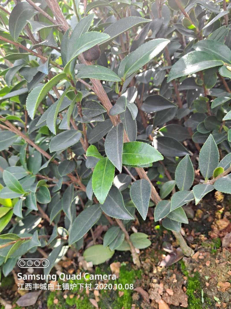 长林系嫁接油茶树，专业合作社供货，可提供两证一签