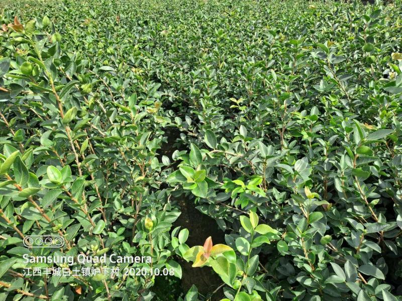 长林系嫁接油茶树，专业合作社供货，可提供两证一签