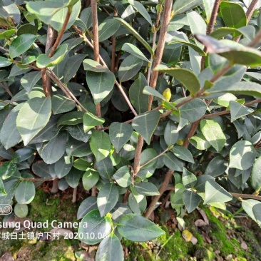 长林系嫁接油茶树，专业合作社供货，可提供两证一签