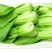 小白菜籽黑大头上海青菜种子苏扬州鸡毛蔬油菜种籽孑大全秋冬