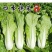 小白菜籽黑大头上海青菜种子苏扬州鸡毛蔬油菜种籽孑大全秋冬