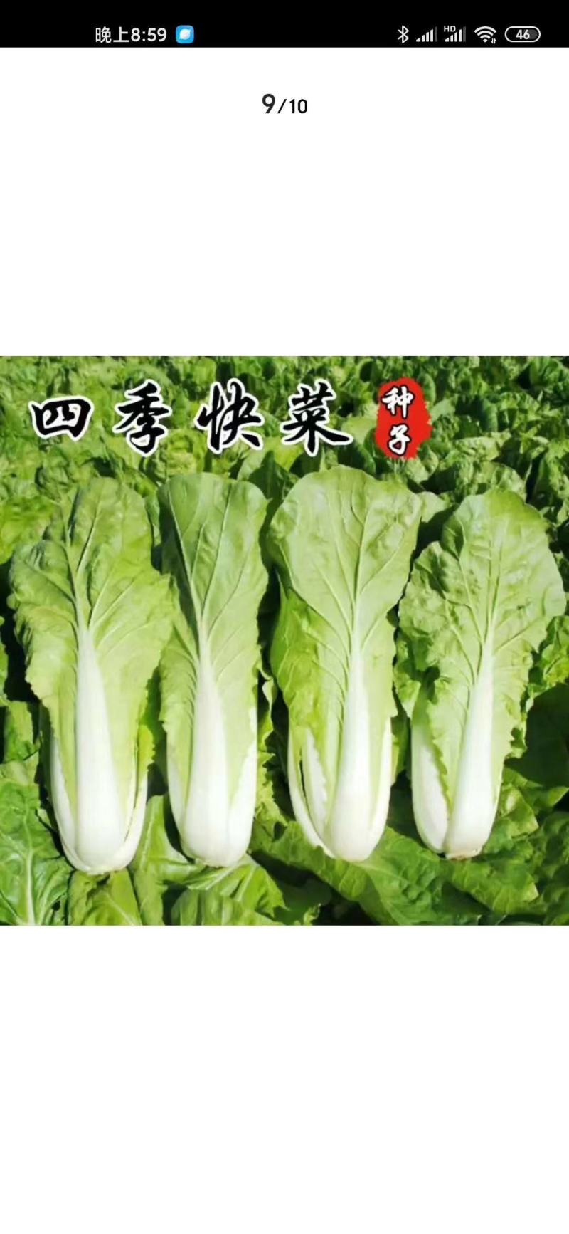 小白菜籽黑大头上海青菜种子苏扬州鸡毛蔬油菜种籽孑大全秋冬