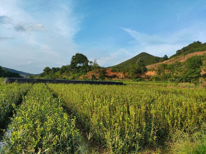 长林系嫁接油茶树，专业合作社供货，可提供两证一签