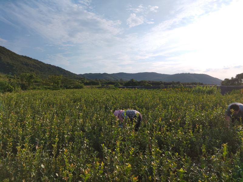长林系嫁接油茶树，专业合作社供货，可提供两证一签