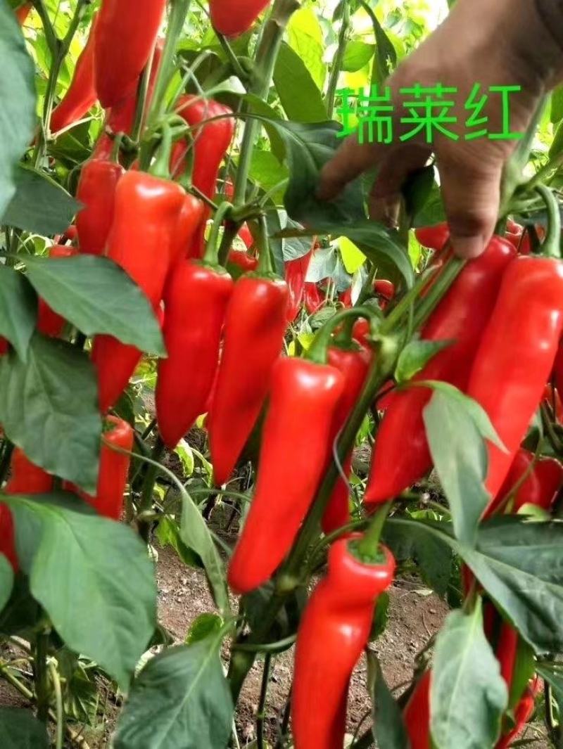 泡椒苗红泡椒苗50亩以上订单回收中早熟长势强高产量