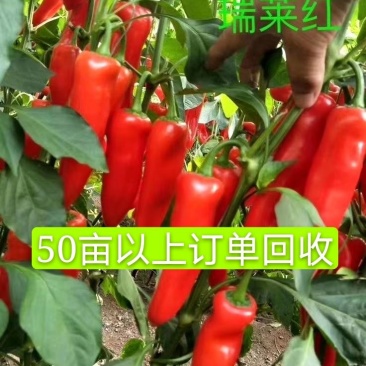 泡椒苗红泡椒苗50亩以上订单回收中早熟长势强高产量