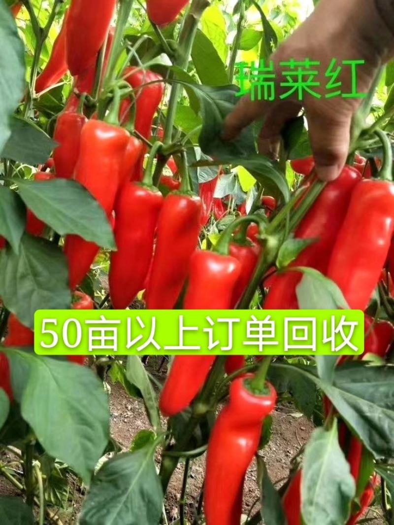 泡椒苗红泡椒苗50亩以上订单回收中早熟长势强高产量
