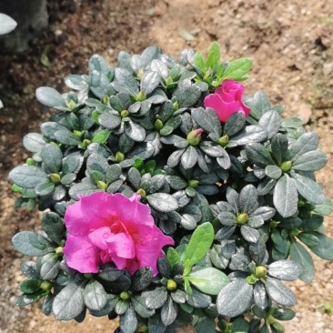 紫色四季开花杜鹃株型漂亮
