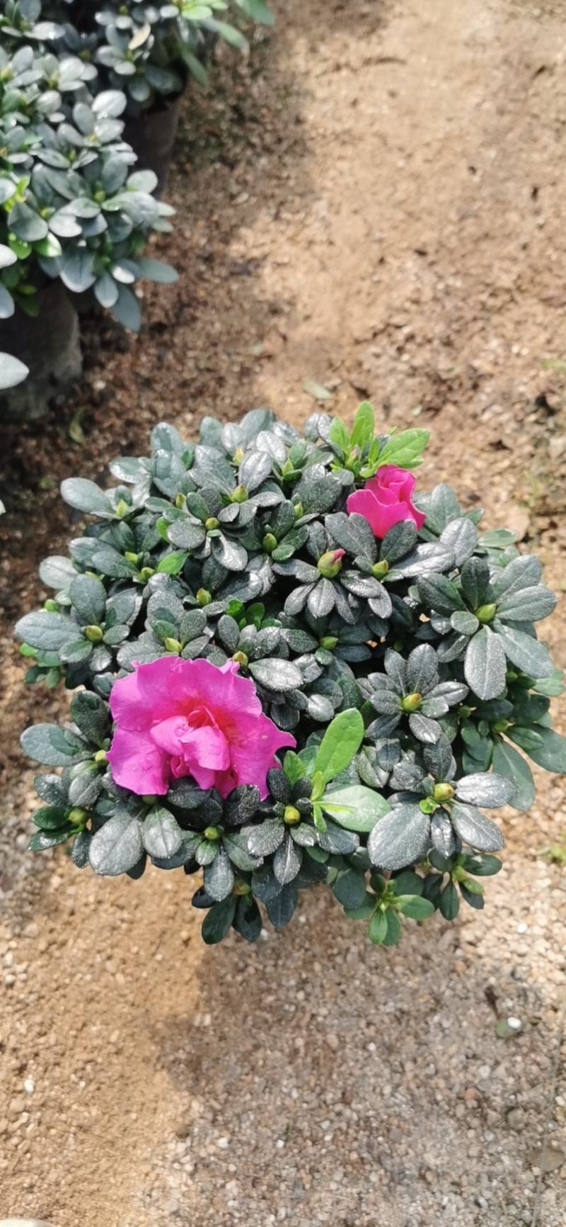 紫色四季开花杜鹃株型漂亮