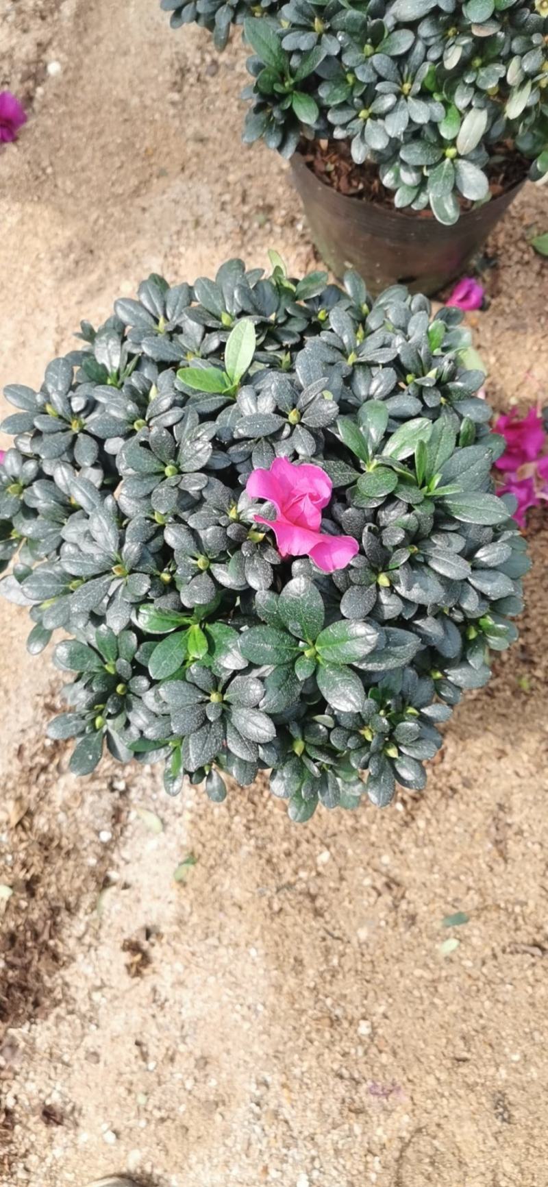 紫色四季开花杜鹃株型漂亮
