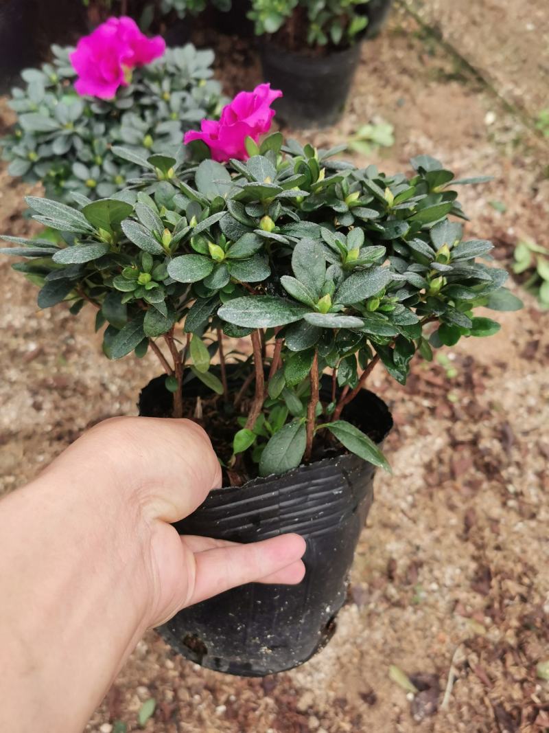 紫色四季开花杜鹃株型漂亮