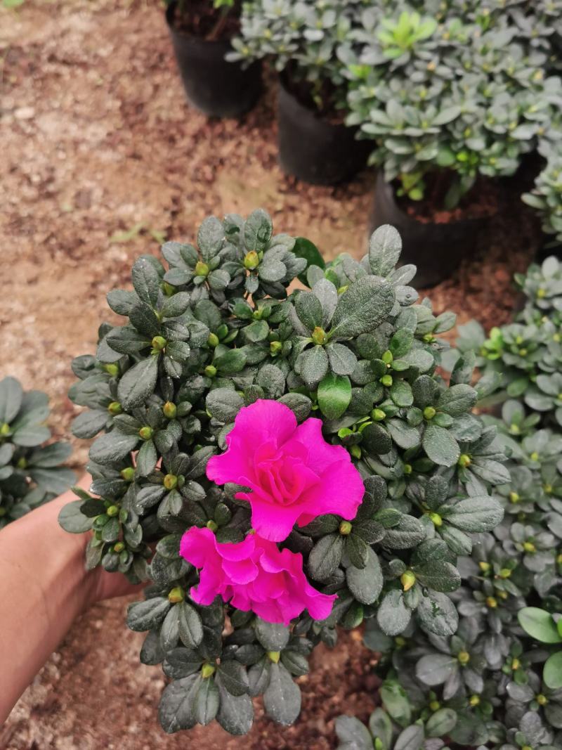 紫色四季开花杜鹃株型漂亮