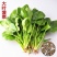 大叶菠菜种子四季蔬菜秋冬籽种阳台种籽抗热菜种盆栽波菜孑菜