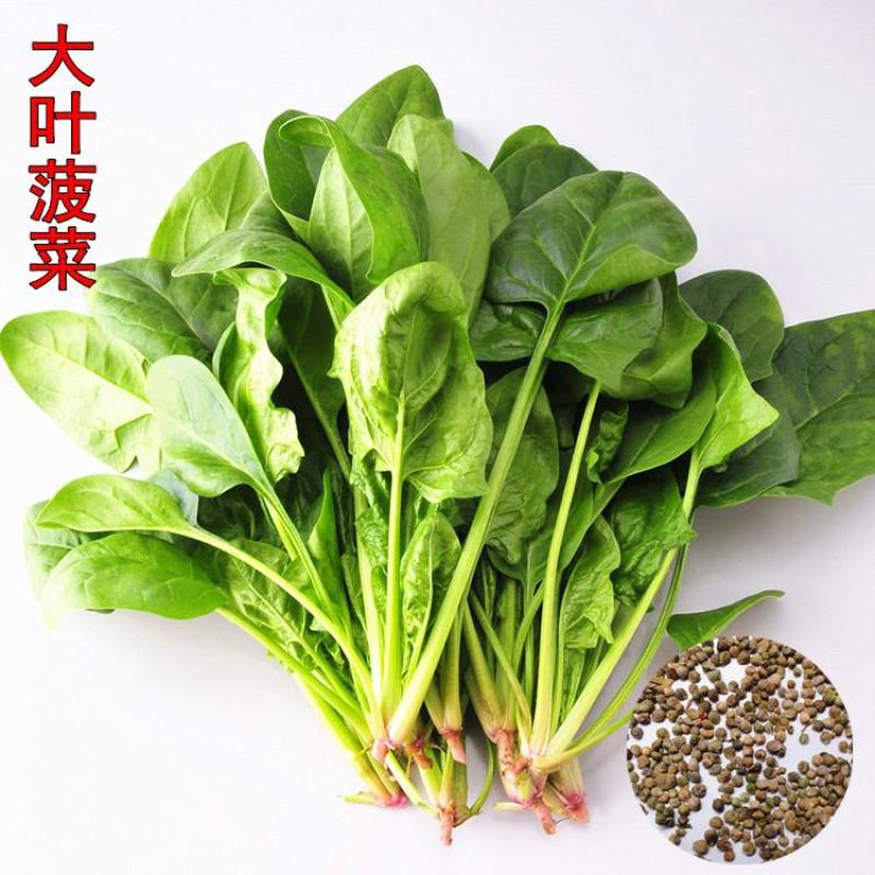 大叶菠菜种子四季蔬菜秋冬籽种阳台种籽抗热菜种盆栽波菜孑菜