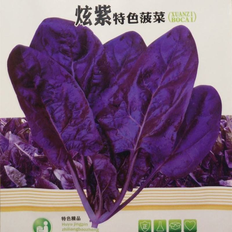 大叶菠菜种子四季蔬菜秋冬籽种阳台种籽抗热菜种盆栽波菜孑菜