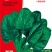大叶菠菜种子四季蔬菜秋冬籽种阳台种籽抗热菜种盆栽波菜孑菜