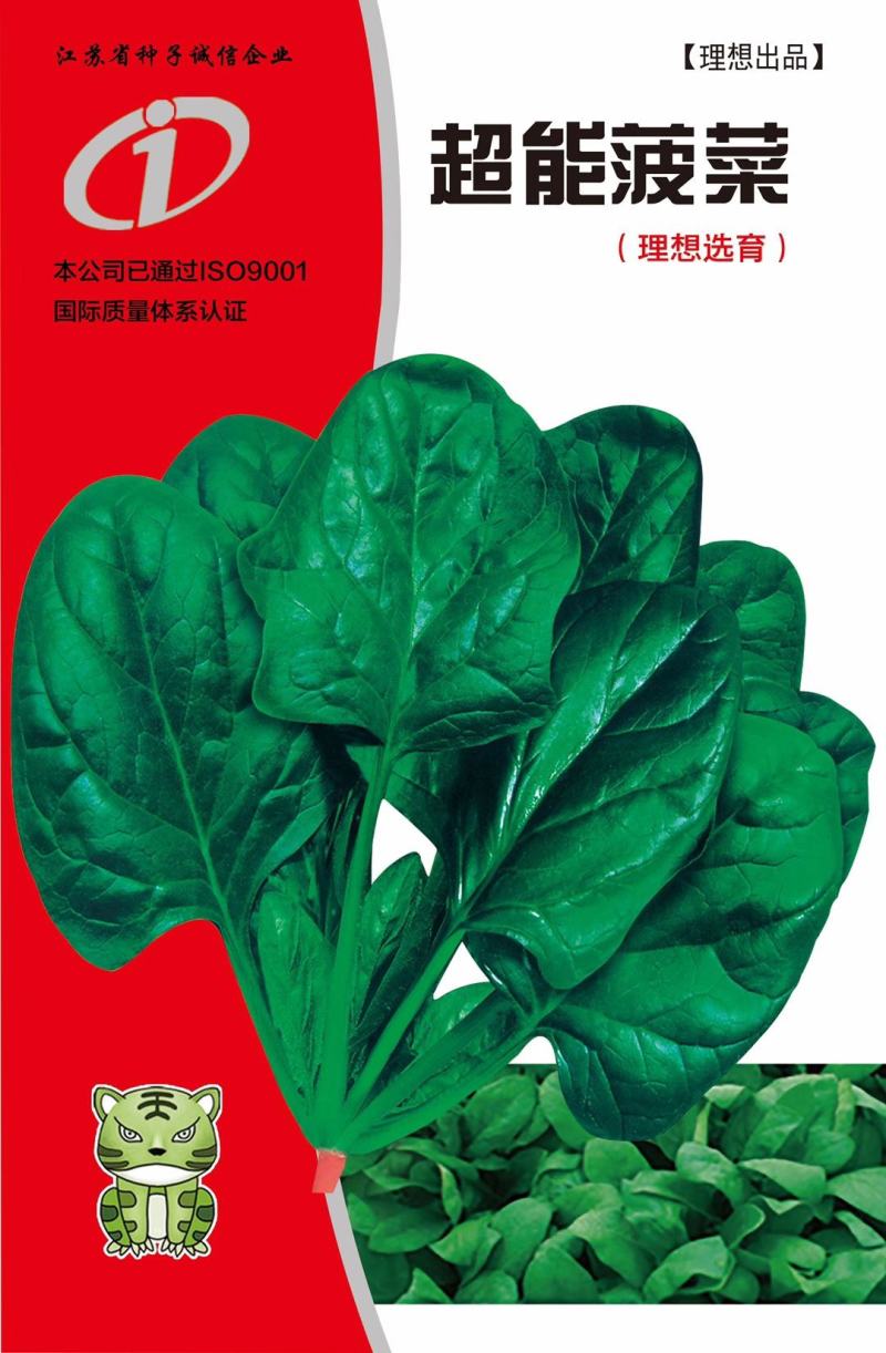 大叶菠菜种子四季蔬菜秋冬籽种阳台种籽抗热菜种盆栽波菜孑菜