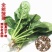大叶菠菜种子四季蔬菜秋冬籽种阳台种籽抗热菜种盆栽波菜孑菜