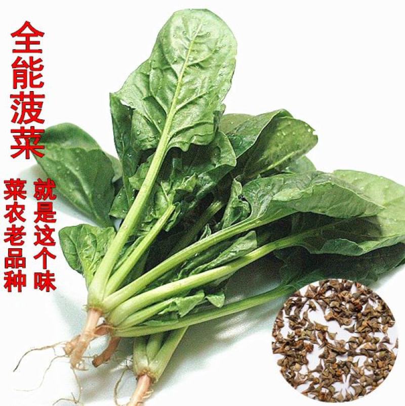 大叶菠菜种子四季蔬菜秋冬籽种阳台种籽抗热菜种盆栽波菜孑菜