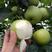 翠冠梨树苗早熟6月品种脆甜多汁提供技术签合同供应