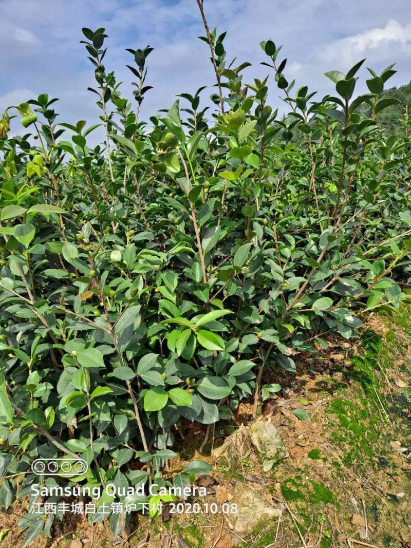【顺丰包邮】长林系30-130cm嫁接油茶苗量大可议价