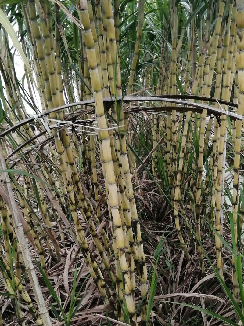 黑皮甘蔗甘蔗高糖分高，大棚种植田里看货现挖