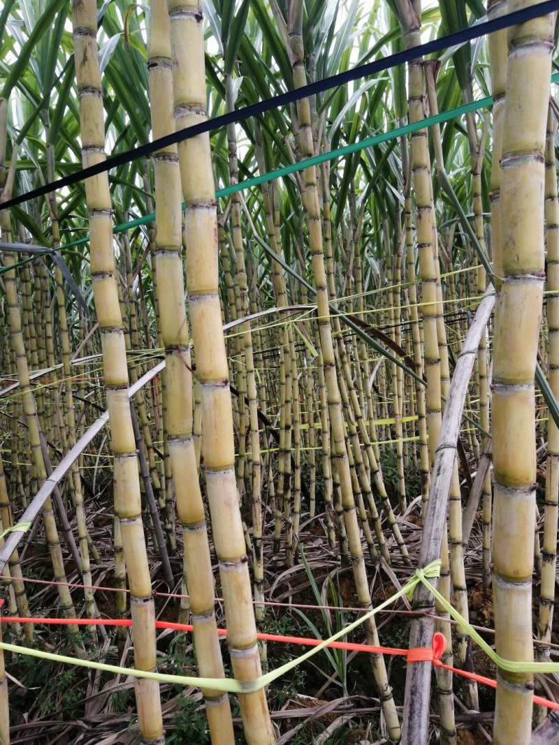 黑皮甘蔗甘蔗高糖分高，大棚种植田里看货现挖