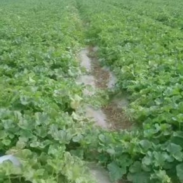 新疆吐鲁番西州蜜17.