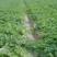 新疆吐鲁番西州蜜17.