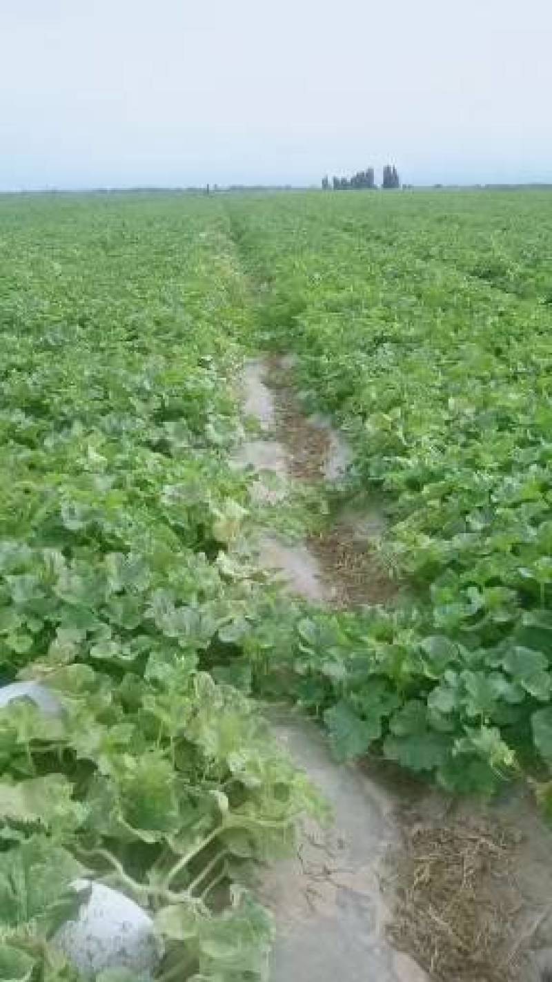 新疆吐鲁番西州蜜17.