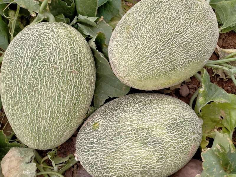 新疆吐鲁番西州蜜17.