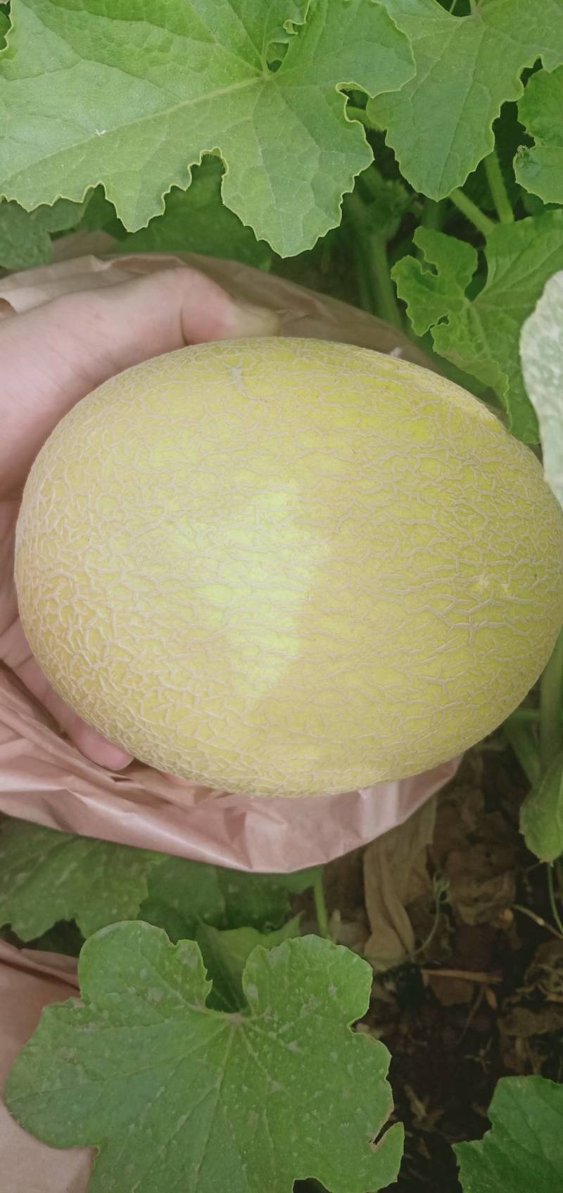 新疆吐鲁番西州蜜17.
